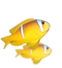 Underwater fish