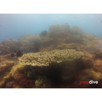 Flinders Reef Double Dive